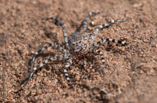 Wall crab spider (Selenopidae)