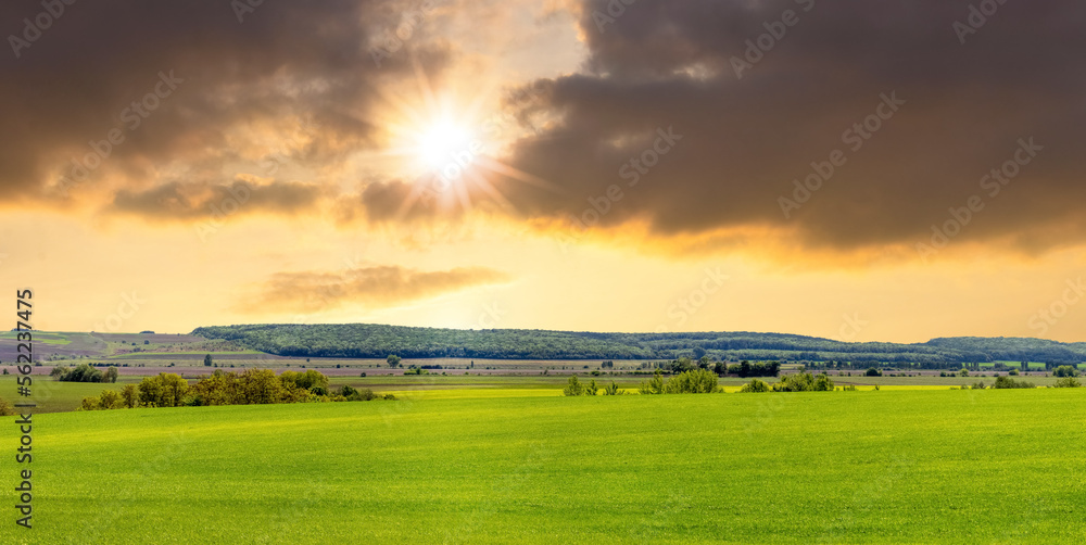 A wide field with green grass, trees and forest in the distance and a picturesque cloudy sky during sunset. Summer landscape with a green field