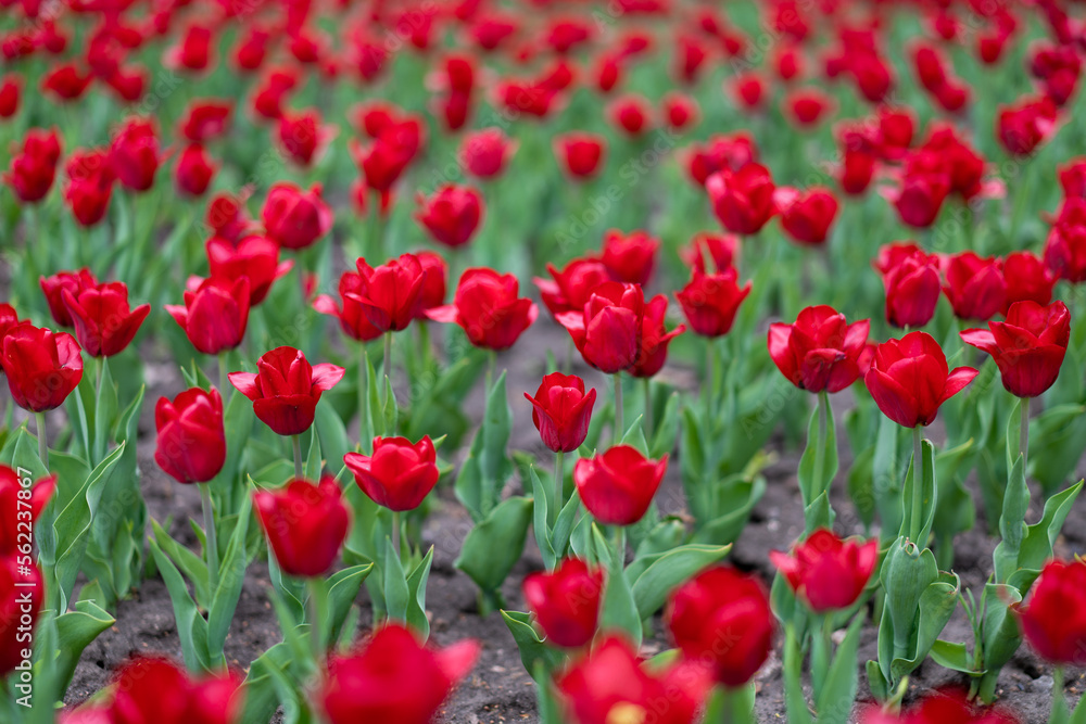 Red tulip flowers background outdoor