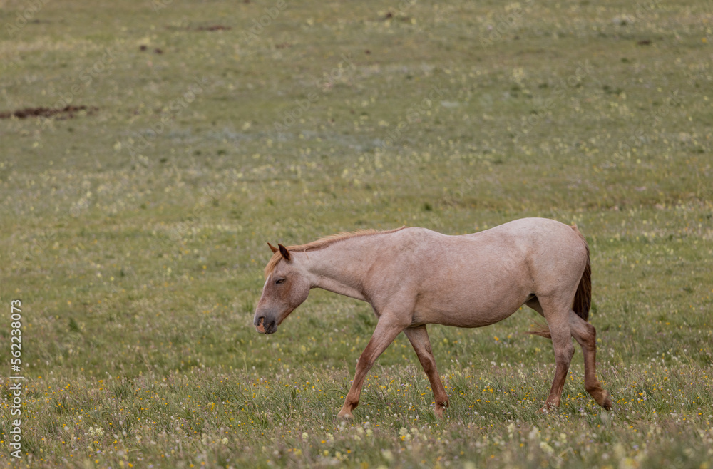 Beautiful Wild Horse in the Pryor Mountains Montana in Summer Beautiful Wild Horse in the Pryor Mountains Montana in Summer