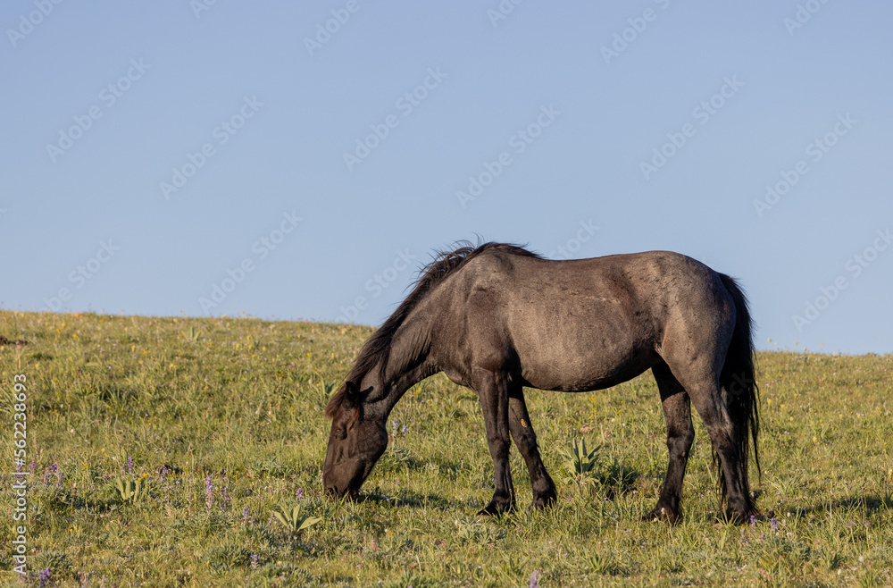Beautiful Wild Horse in the Pryor Mountains Montana in Summer Beautiful Wild Horse in the Pryor Mountains Montana in Summer