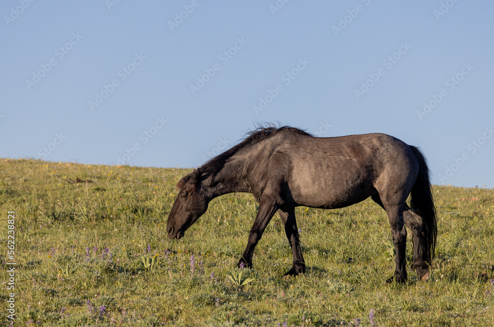 Beautiful Wild Horse in the Pryor Mountains Montana in Summer Beautiful Wild Horse in the Pryor Mountains Montana in Summer