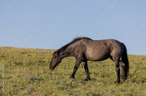Beautiful Wild Horse in the Pryor Mountains Montana in Summer © natureguy