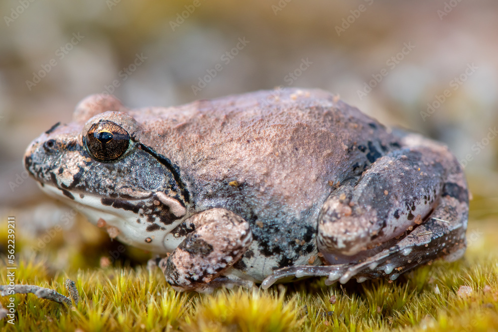 Obraz premium Natal sand frog (Tomopterna natalensis)