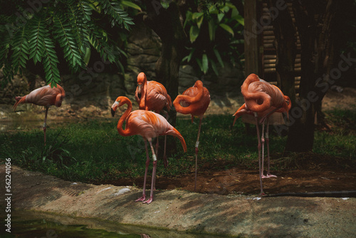 aves de la fauna
