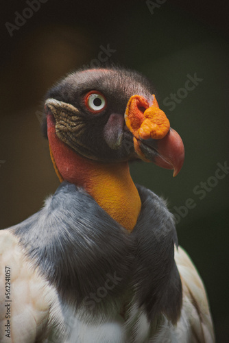 aves de la fauna