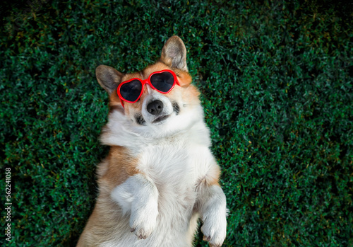 cute and funny corgi puppy lies on the green grass in the summer garden with ...