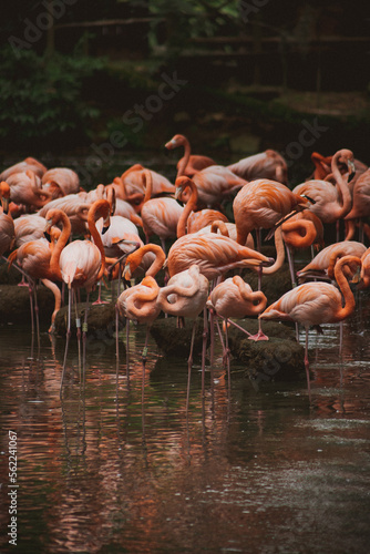 aves de la fauna