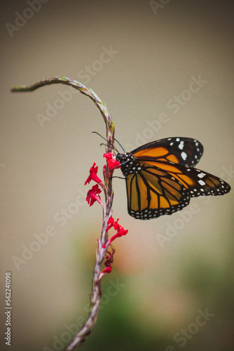mariposa