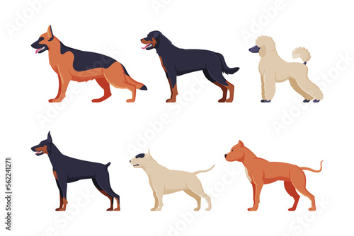 Dogs of different breeds set. Side view of purebred pet animals, german shepherd, poodle, doberman cartoon vector illustration
