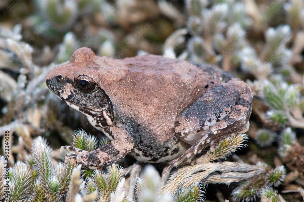 Fototapeta premium Natal sand frog (Tomopterna natalensis) 