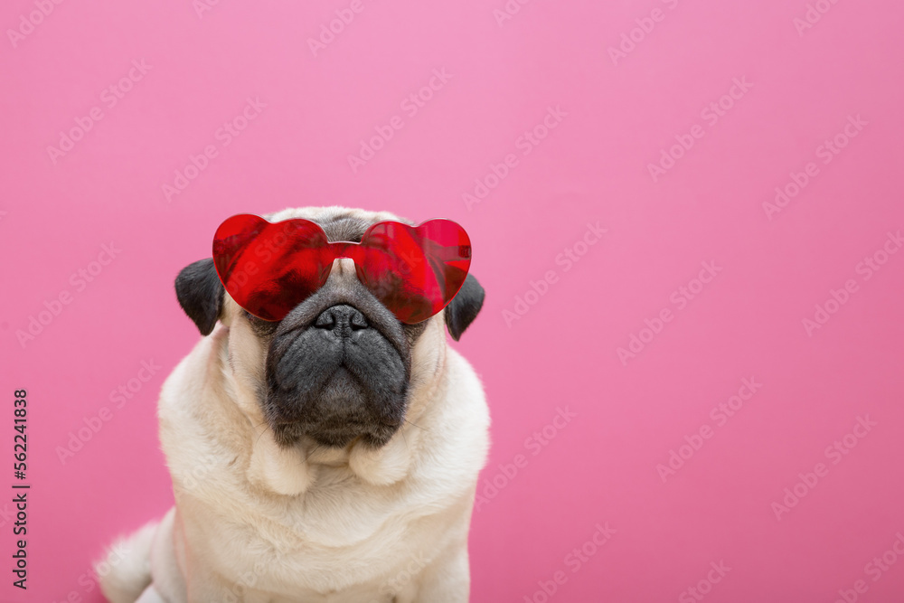 Beige cute pug dog in a red heart shape sunglasses