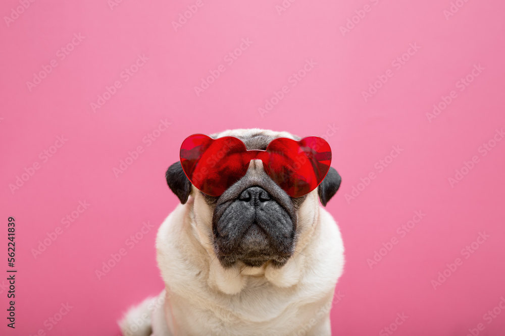 Beige cute pug dog in red heart-shaped glasses on a pink background. Valentine's day concept. Symbol of love and romance.