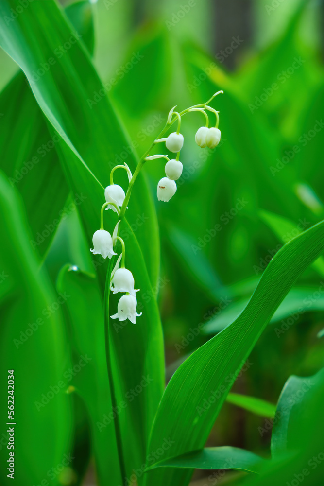 Fototapeta premium Lily of the valley Convallaria majalis, blooming in the spring forest