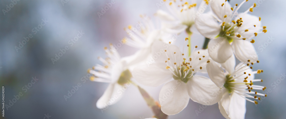 Spring apricot flowers on branches tree against natural background. Blooming floral tender backdrop. Long banner Spring apricot flowers on branches tree against natural background. Blooming floral tender backdrop. Long banner