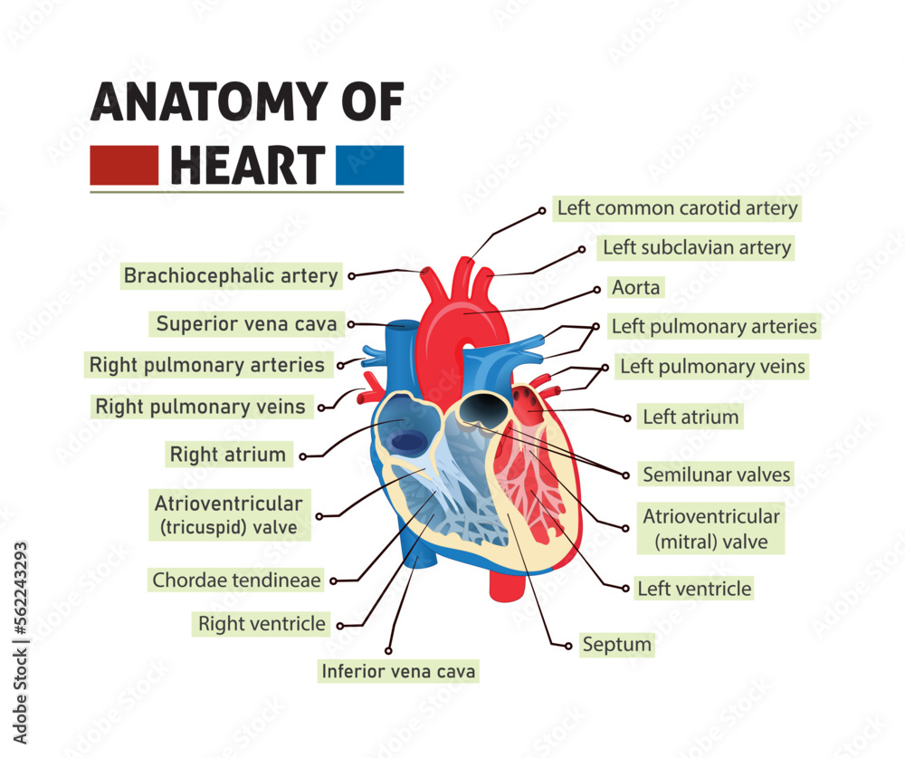 Anatomy of heart vector illustration. structure and Diagram with