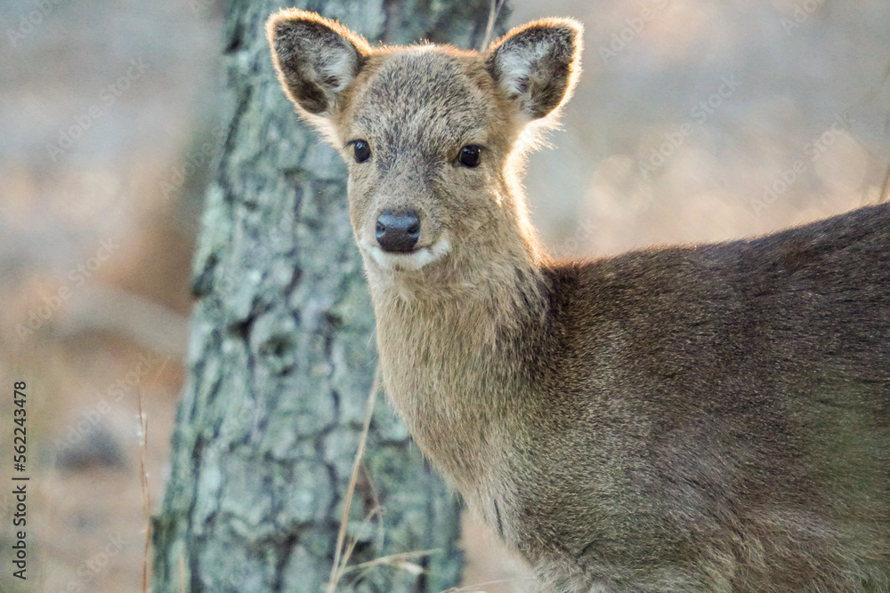 sika deer