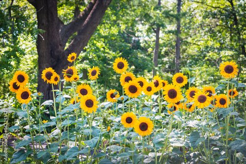 De zonnebloem photo