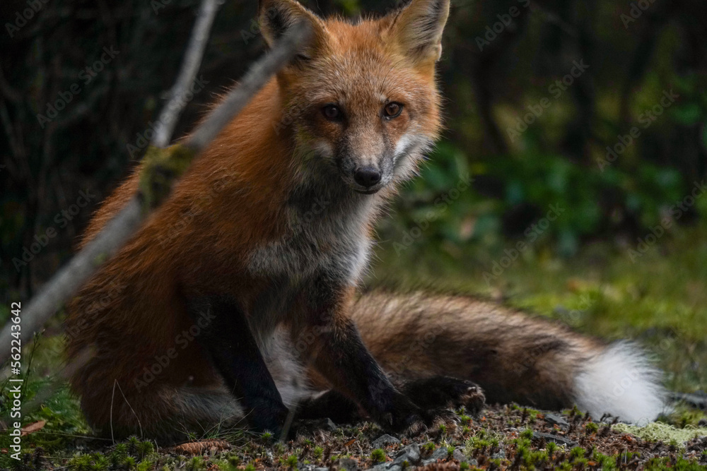 Obraz premium red fox vulpes