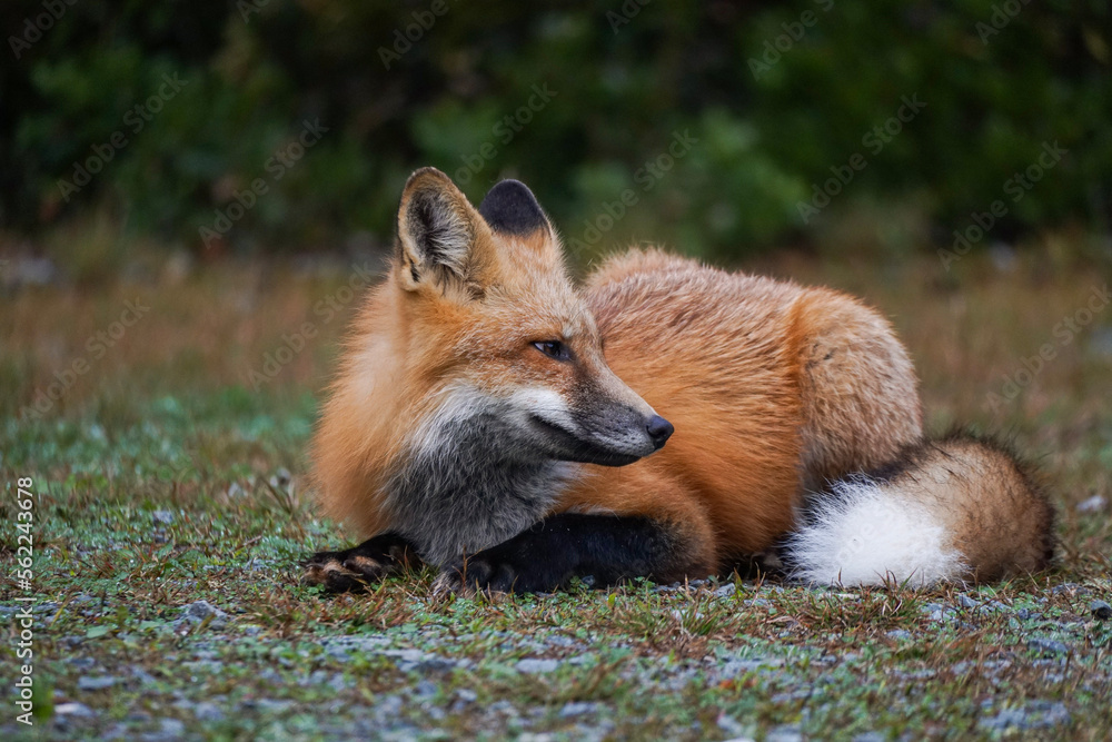 Fototapeta premium red fox vulpes