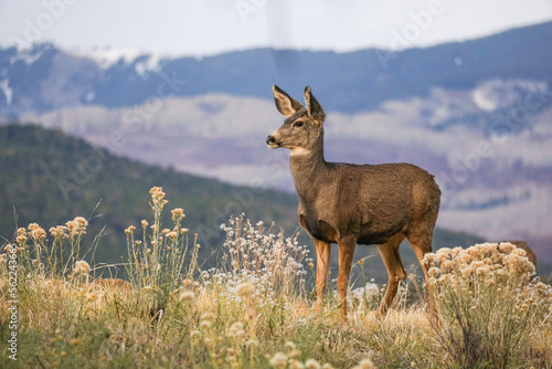 Valokuvatapetti mule deer doe in Ridgway, Colorado