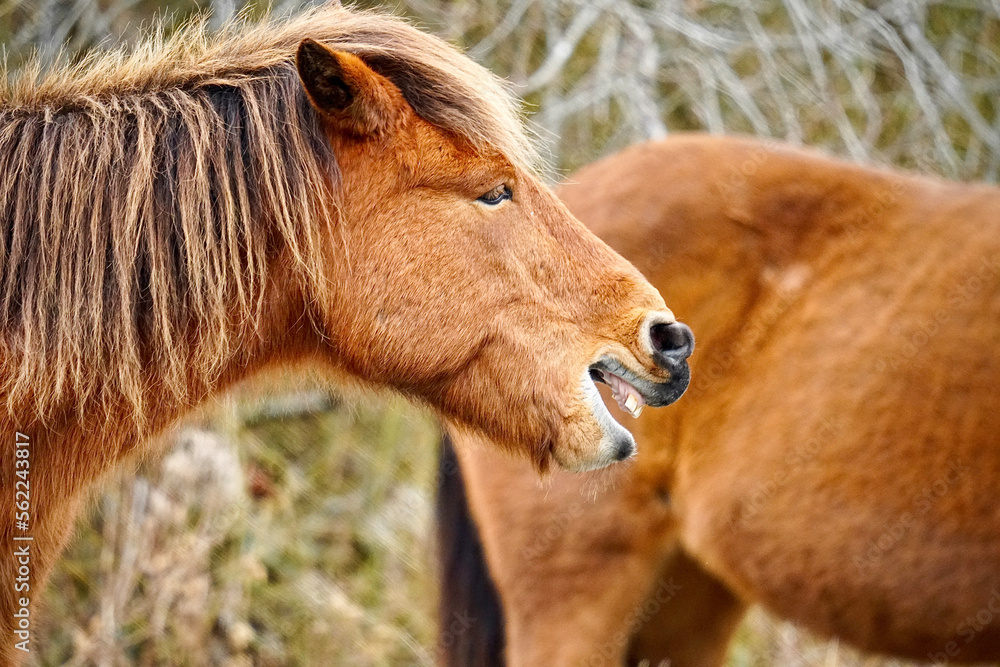 Fototapeta premium wild pony on Assateague Island