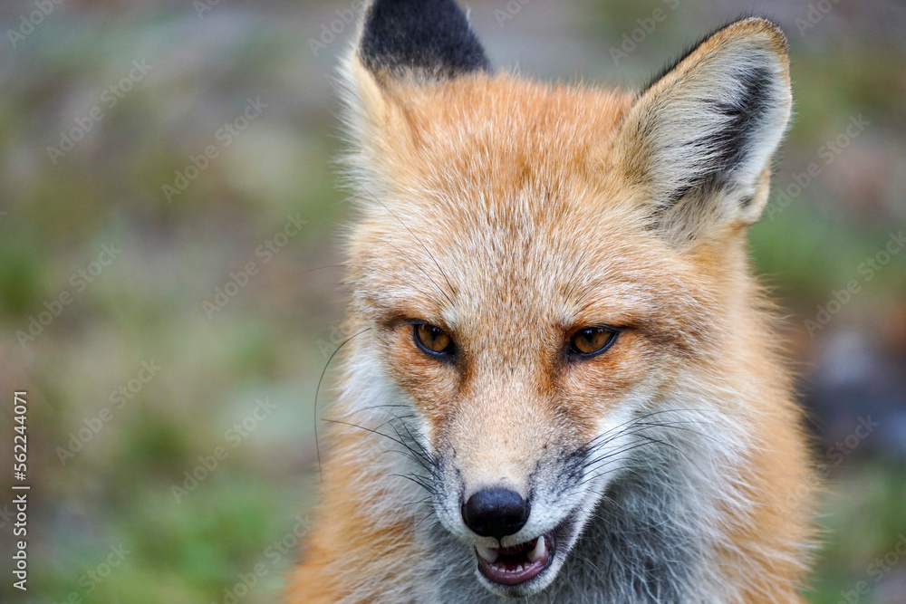 red fox vulpes red fox vulpes