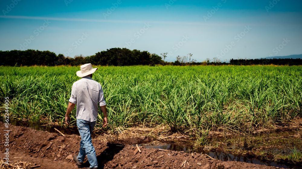 farmer with white hat working in a sugar cane field farmer with white hat working in a sugar cane field