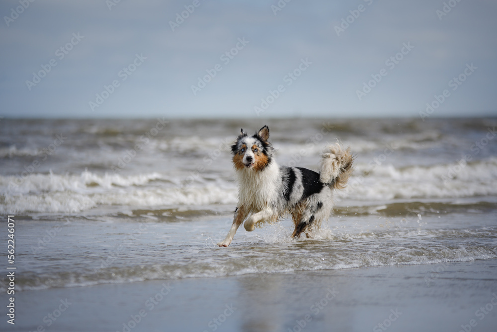 dog in water. Active australian shepherd jumping at sea. Active holiday with a pet dog in water. Active australian shepherd jumping at sea. Active holiday with a pet