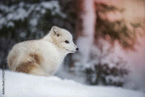Rucksack arctic fox - Nikkel-Art.de