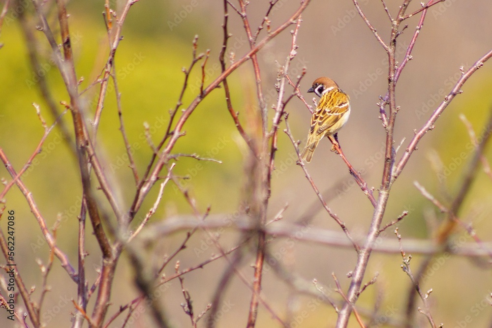 小枝にとまるスズメ