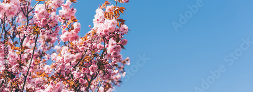 Photography Beautiful sakura blossoms during spring season in the park