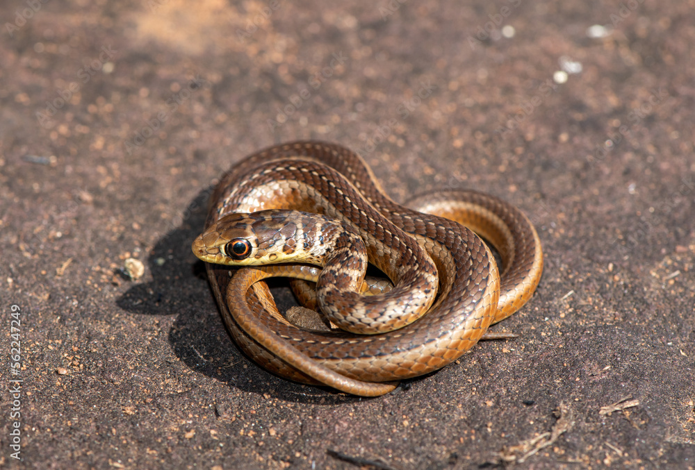 Short-snouted Grass Snake (Psammophis brevirostris) Short-snouted Grass Snake (Psammophis brevirostris)