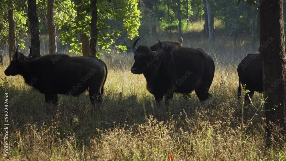 An amazing close up of huge indian gaurs in the wild An amazing close up of huge indian gaurs in the wild
