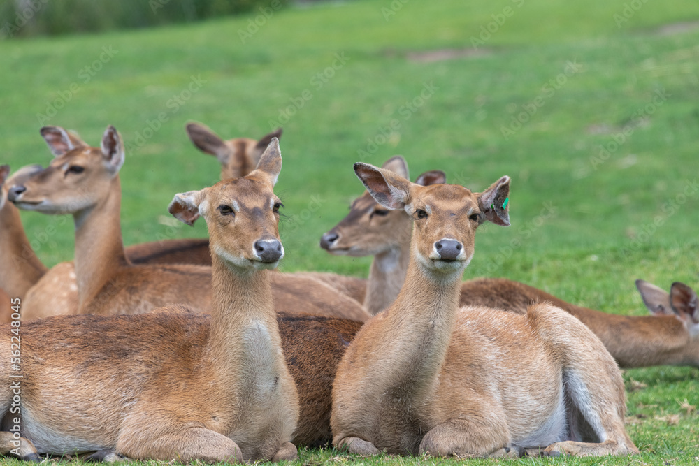 A group of Persian fallow deer (dama mesopotamica) sitting on the ground A group of Persian fallow deer (dama mesopotamica) sitting on the ground