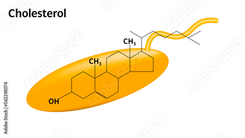Cholesterol - Chemical Group - Biochemistry - Vector Medical Illustration