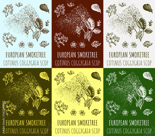 Set of drawings EUROPEAN SMOKETREE in different colors. Hand drawn illustration. Latin name COTINUS COGGYGRIA SCOP.