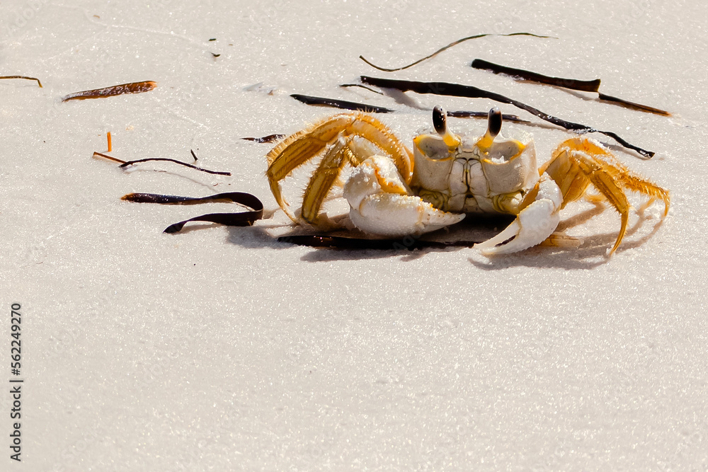 Sandy Crab at the Beach