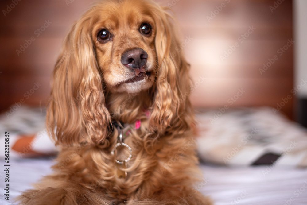 cute happy cocker spaniel dog confused in bed