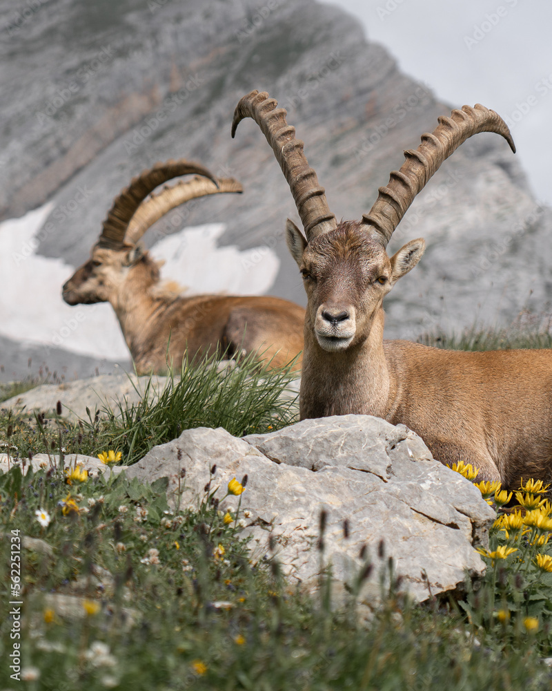 ibex in the swiss mountains