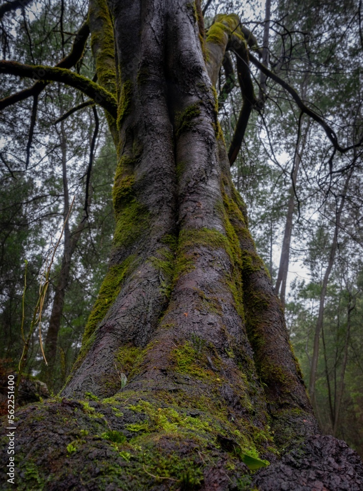 Fototapeta premium trees in the forest