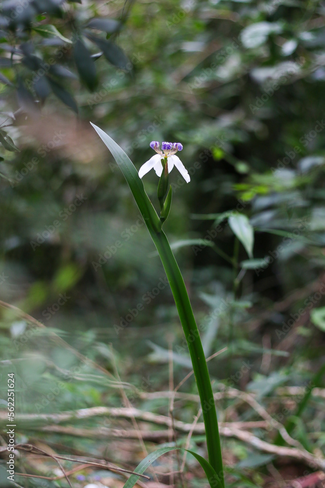 Orquídea de la selva misionera en Iguazu, donde se encuentran las cataratas de Iguazu que lindan con Brasil y Argentina (Misiones, Argentina) Orquídea de la selva misionera en Iguazu, donde se encuentran las cataratas de Iguazu que lindan con Brasil y Argentina (Misiones, Argentina)