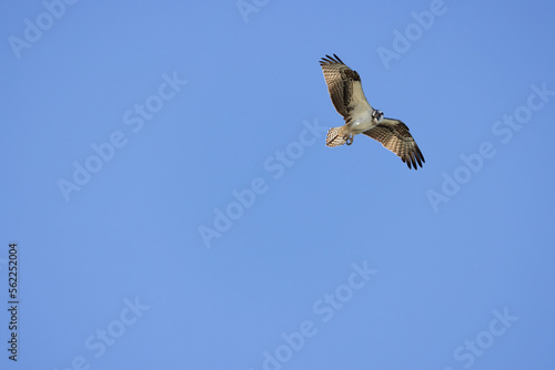 Osprey in flight with full wing span