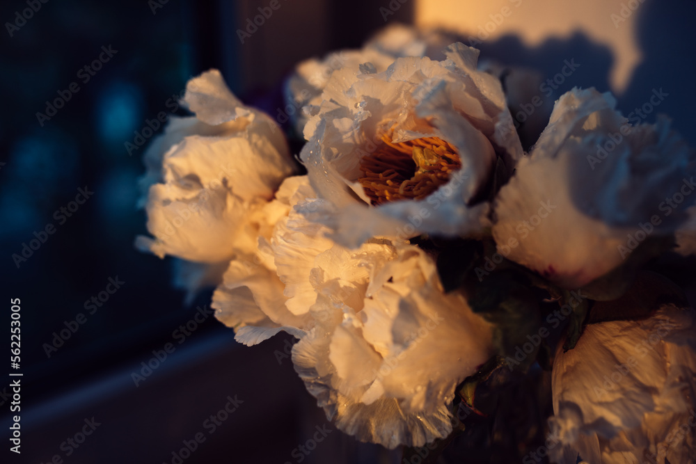 Bouquet of white peonies near the window in the sunset light