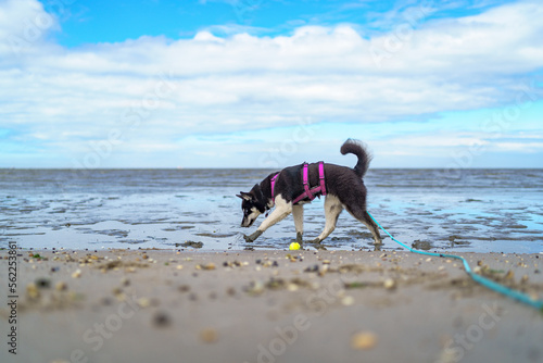 husky dog running on beach