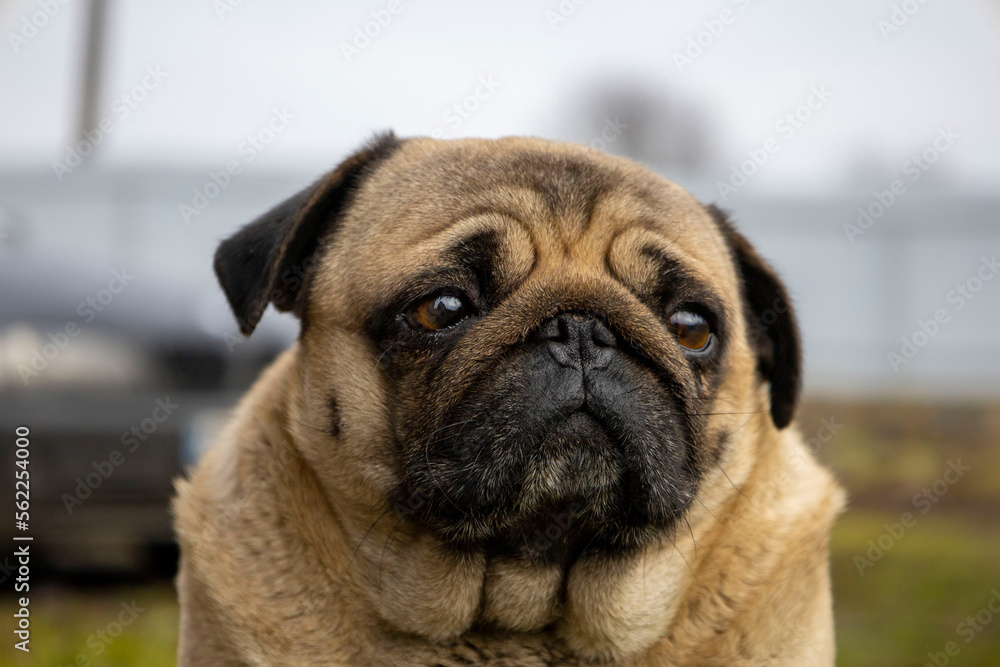 Gray pug dog selective focus