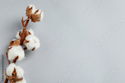 Dried cotton branch with fluffy flowers on light grey background, top view. Space for text