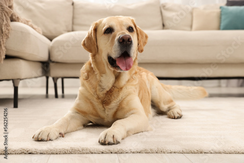 Cute Labrador Retriever on floor in living room