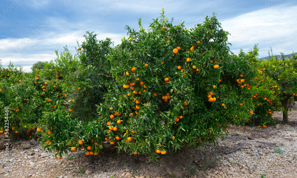 Green tangerines trees with ripe orange fruits on citrus plantation..