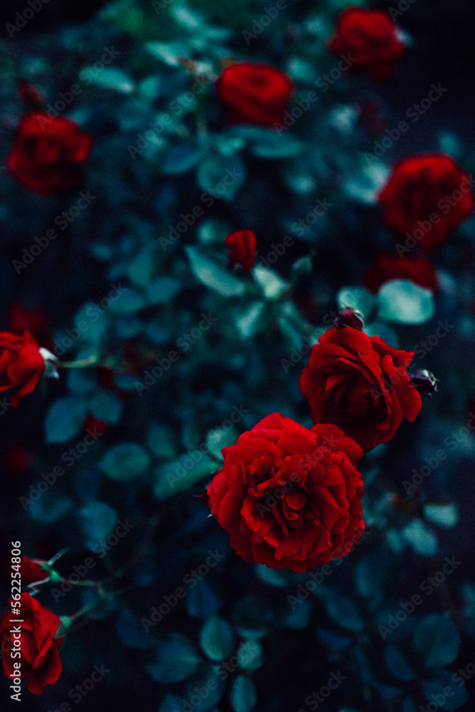 bush of wild red roses.dark background